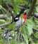 rose_breasted_grosbeak.JPG